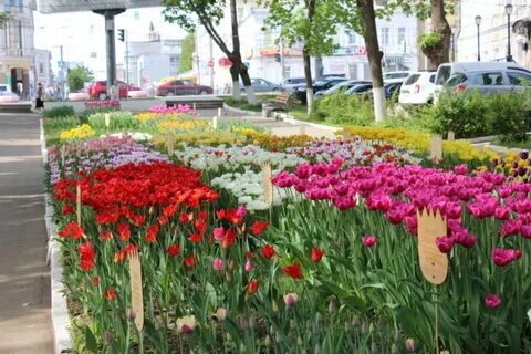 Клумба мам