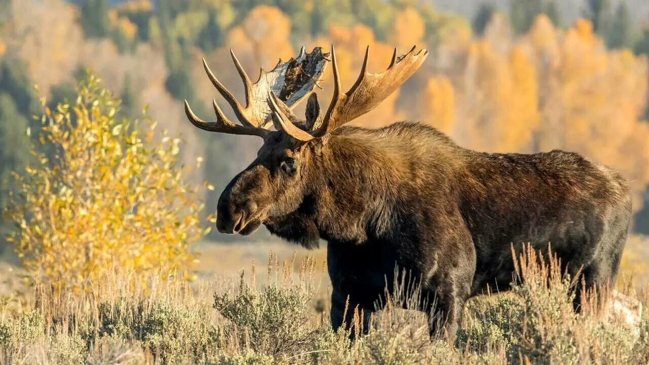 Bass Pro Shops on Twitter Moose hunting, Moose pictures, Bull moose