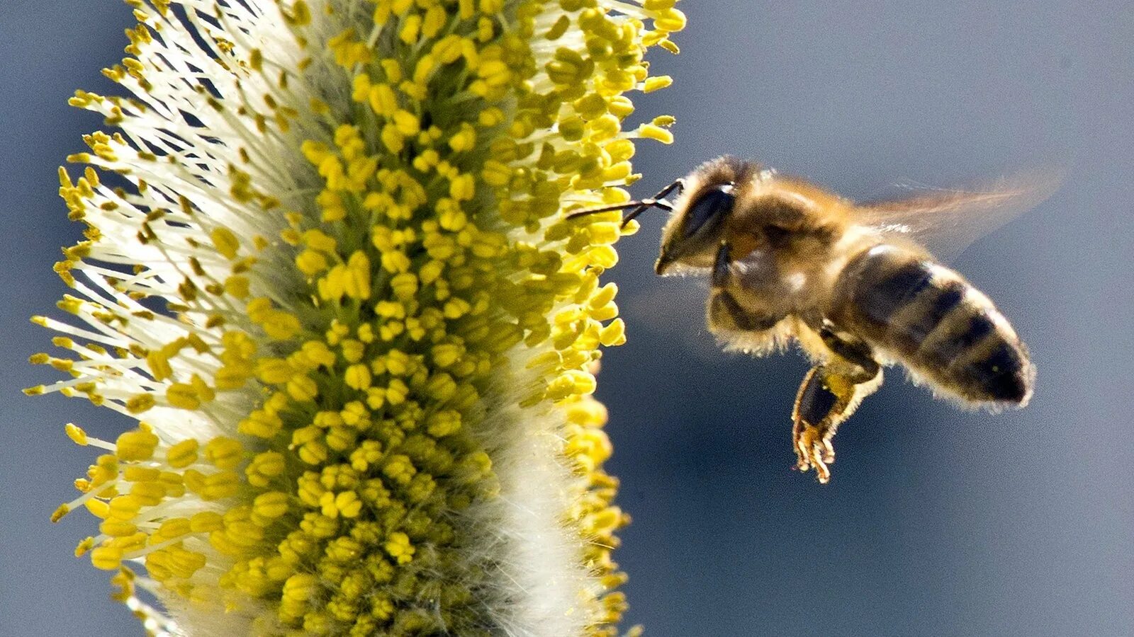 Медоносная пчела. Гималайская медоносная пчела. Медоносы для пчел. Пчела на цветке.