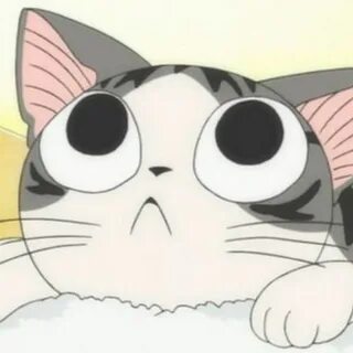 Chis cats