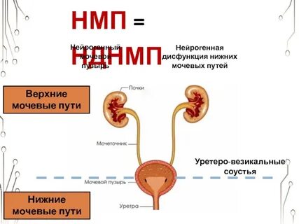 Мочевые пути