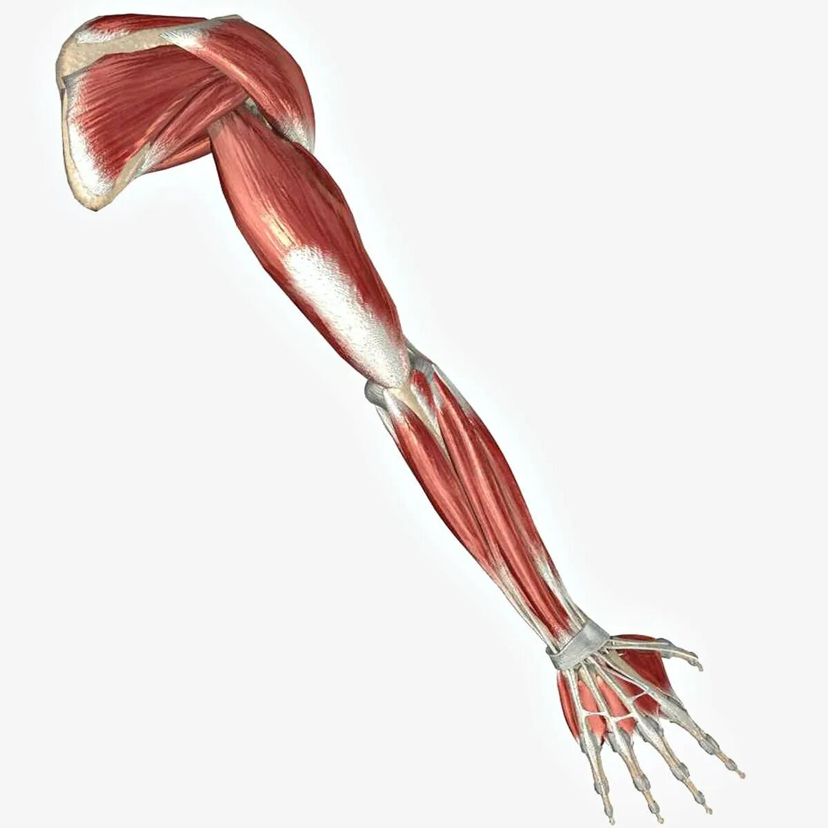 Мышцы руки анатомия человека. Мышцы верхней конечности 3д анатомия. Рука кости мышцы анатомия. Рука человека мылцы.