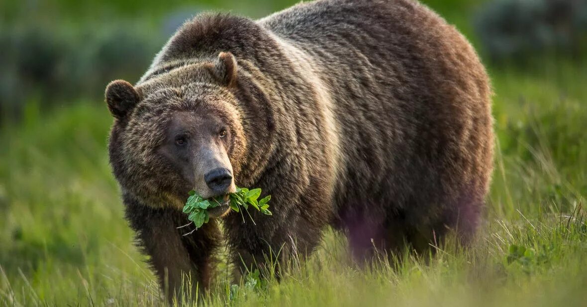 ареал обитания белых медведей. бурый медведь на каком материке. сообщение о буром медведе гризли. бурый медведь места обитания на карте. карта обитания медведей.