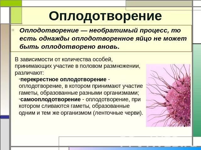 Чем оплодотворение отличается от. Оплодотворение определение. Оплодотворение это в биологии 6 класс. Оплодотворение кратко. Определения понятиям оплодотворение.