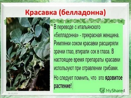 Белладонна перевод