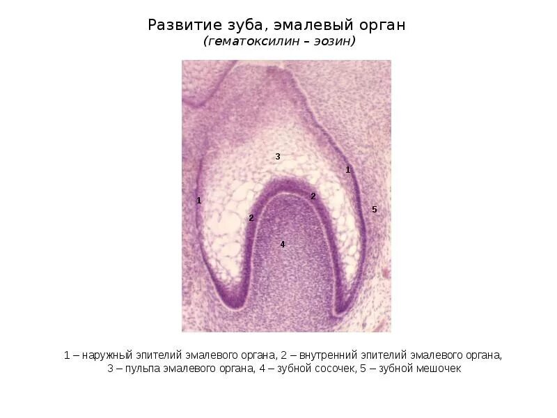 Развитие зуба тест. Развитие зуба тест
