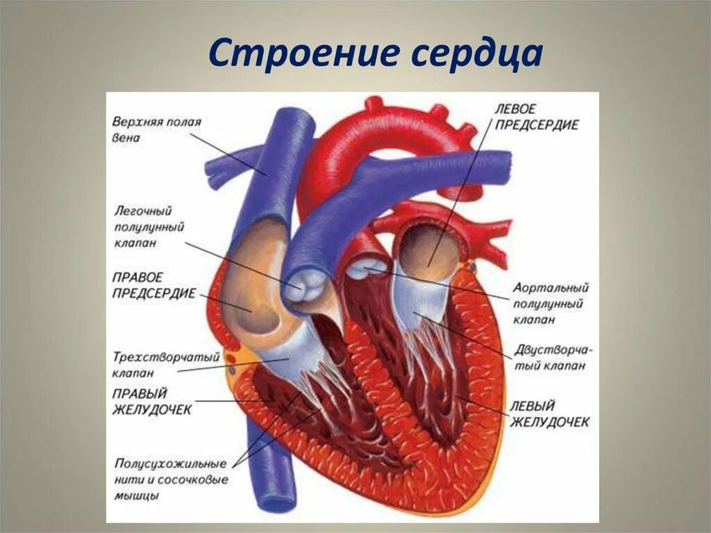 На рисунке изображено строение сердца. Внутреннее строение сердца человека. Строение человеческого сердца схема. Строение сердца человека система кровообращения. Биология 8 класс сердце строение и функции.