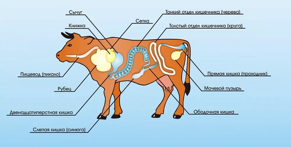 Строение пищеварительной системы жвачных животных. Анатомия пищеварительной системы КРС. Пищеварительная система теленка схема. Пищеварительная система коровы анатомия.