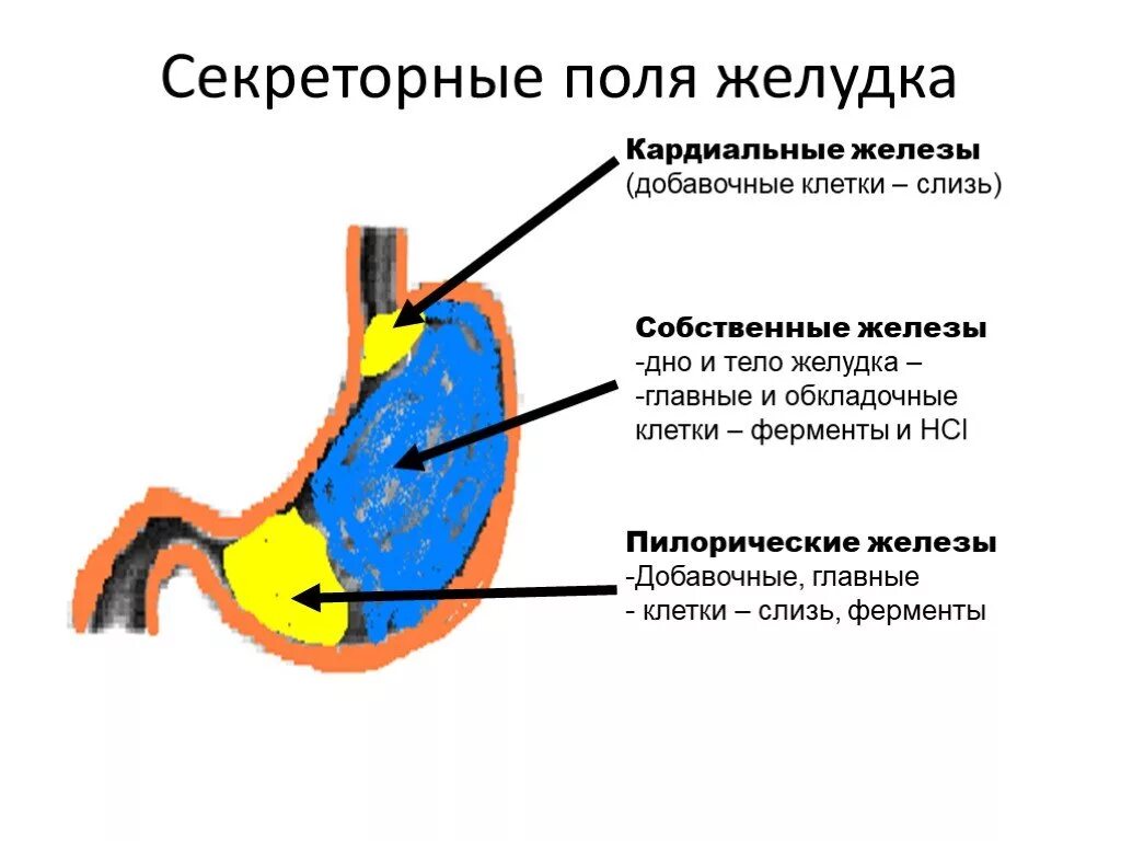 Где расположены железы желудка. Клетки слизистого отдела желудка вырабатывают. Функции желез слизистой желудка. Добавочные клетки слизистой желудка. Главные клетки желудка вырабатывают