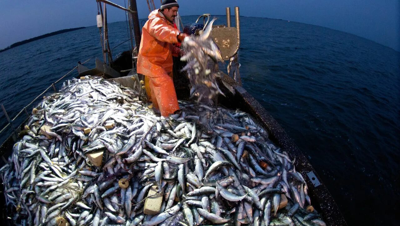 Рыбная промышленность Камчатки. Рыбопромышленный комплекс Сахалин. Добыча рыбы. Промысел рыбы.