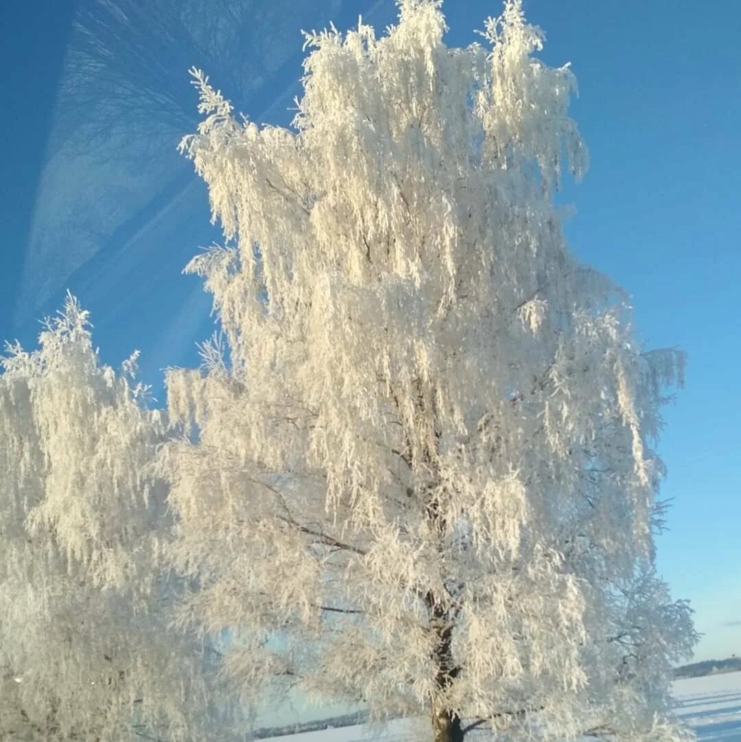 Белая береза под моим. Есенин белая береза. Михайлов белая береза. Белая берёза под моим окном. Белая берёза под моим.