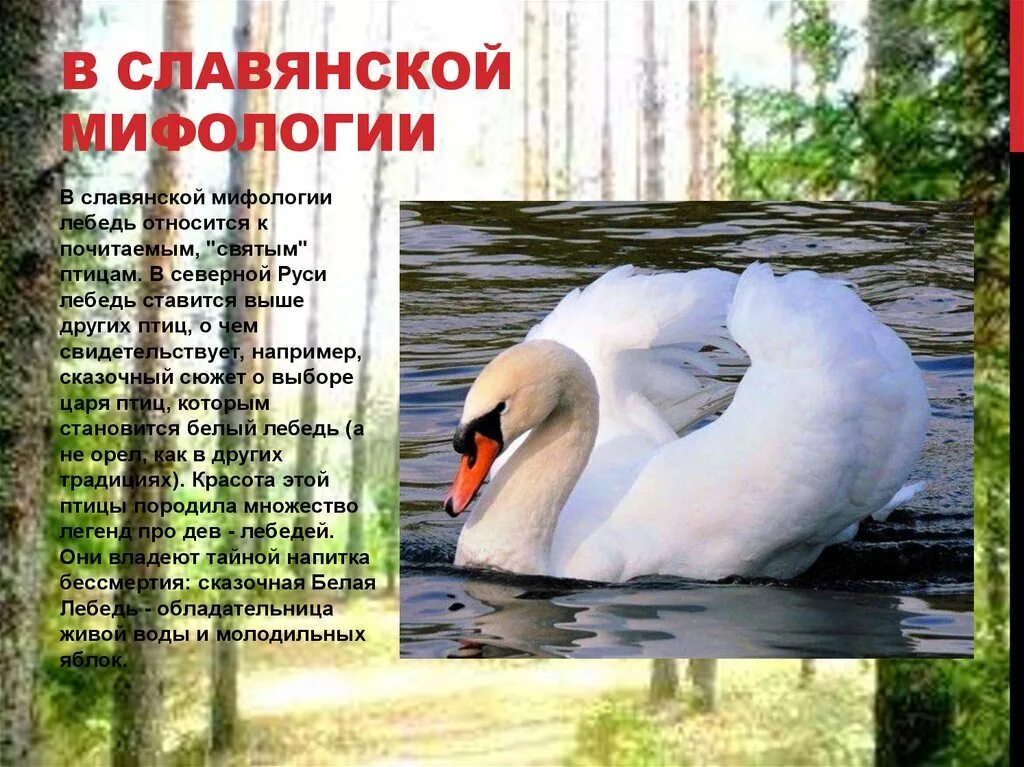 Какие птицы относятся к млекопитающим