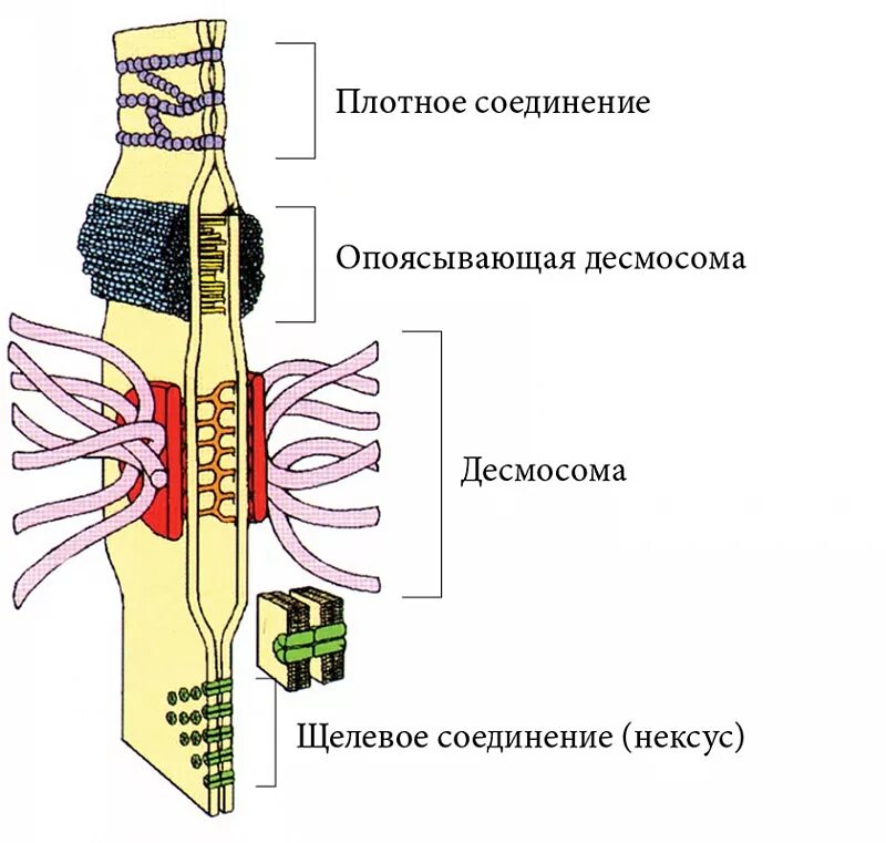 Плотный проведение. Схема строения межклеточных контактов гистология. Схемы строения межклеточных контактов разных типов. Строение межклеточных соединений. Межклеточные соединения гистология.
