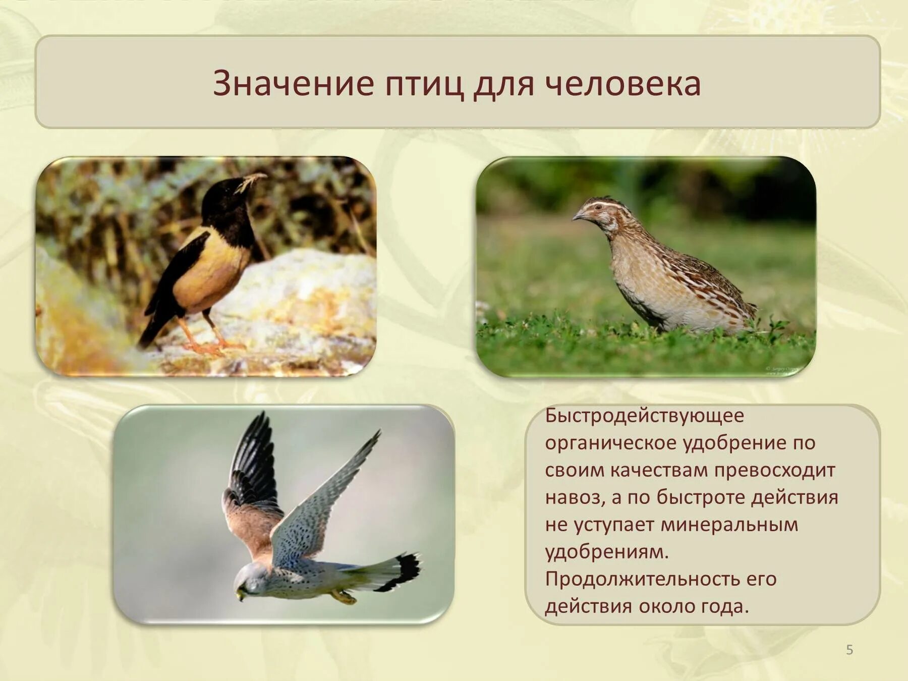 Значение птиц для человека. Птицы в жизни человека. Роль птиц в природе. Охрана птиц проект. Значение птицы в питании