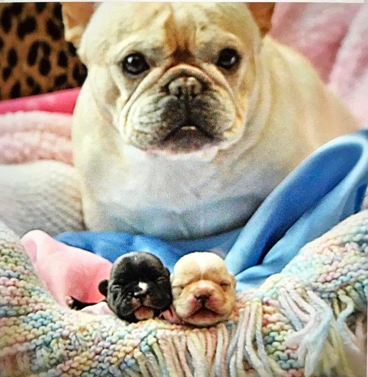 Смешные бульдоги фото. Французский бульдог радостный. смешные французские бульдоги до слез. смешные животные толстые французский бульдог. самые самые милашные французские бульдоги и смешные.