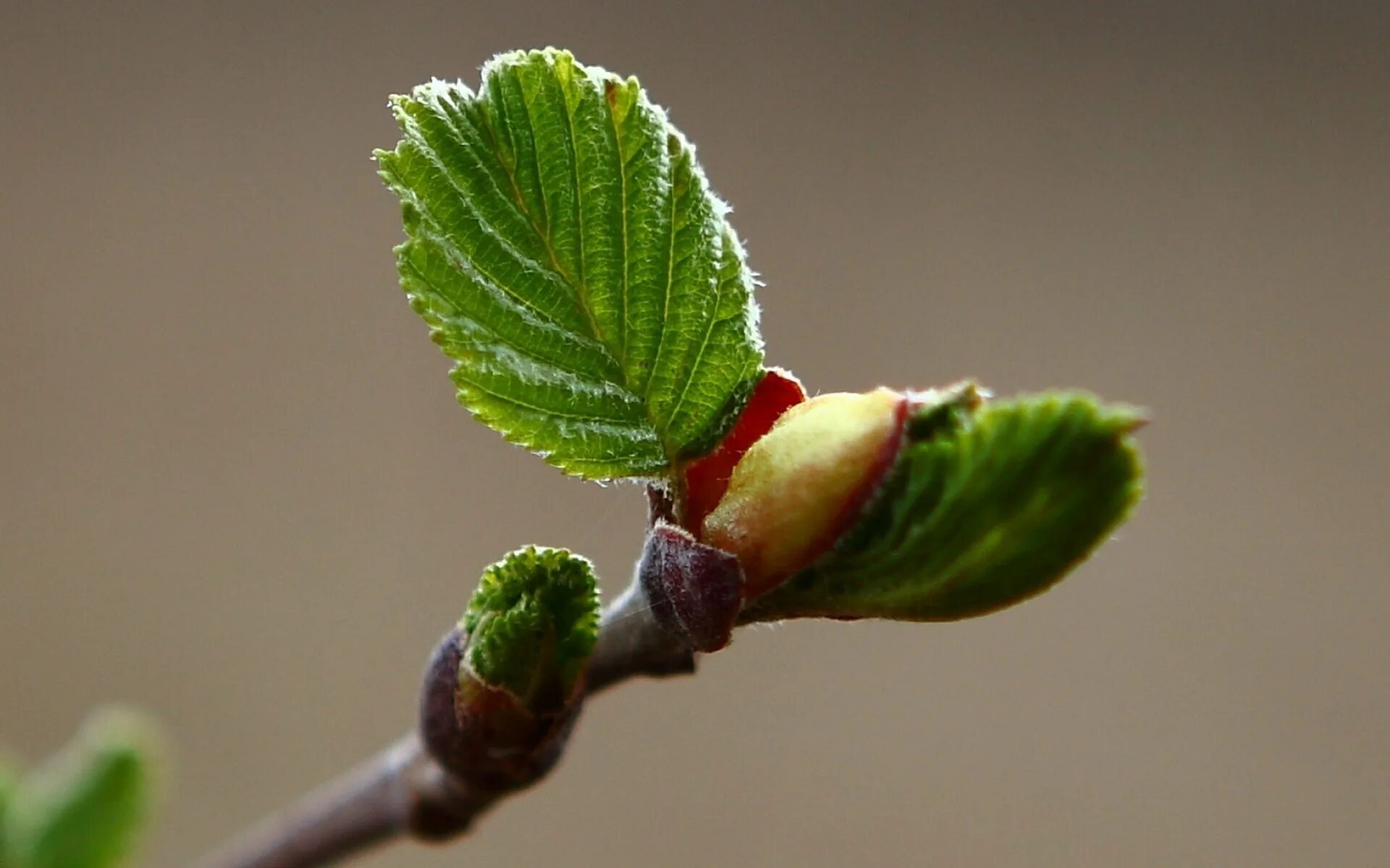Распускающиеся почки ольхи. Бруньки ясеня. Березовые почки бруньки. Тополь набухание почек. Сосна обыкновенная почки сосны.