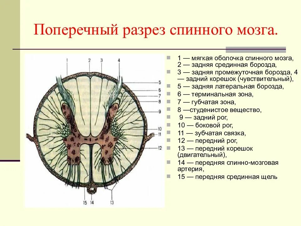 Спинной мозг обозначения. Спинной мозг строение поперечный срез. Схема поперечного среза спинного мозга. Строение поперечного сечения спинного мозга. Структуры на поперечном разрезе спинного мозга.