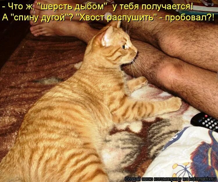 Коты с надписями. Юмор с котами. Шутки про котов и хозяев. Смешные котики с надписями.