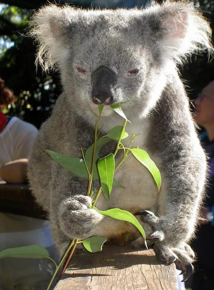 Любящая коала. Коала на эвкалипте. Коала на бамбуке. Эвкалипт в Австралии с коалой. Коала эвкалиптовый мишка.