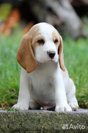 Beagle Puppies Picture Chicago - Dog Breeders Guide