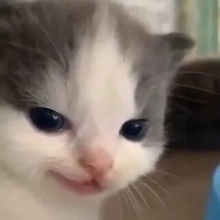 Невдупленыш котенок
