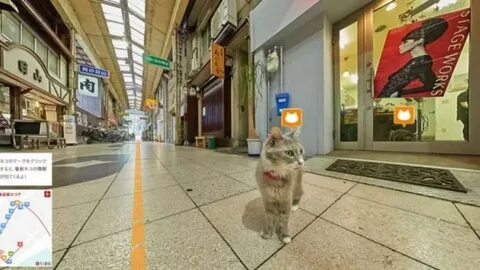 Hello street cat 4chan
