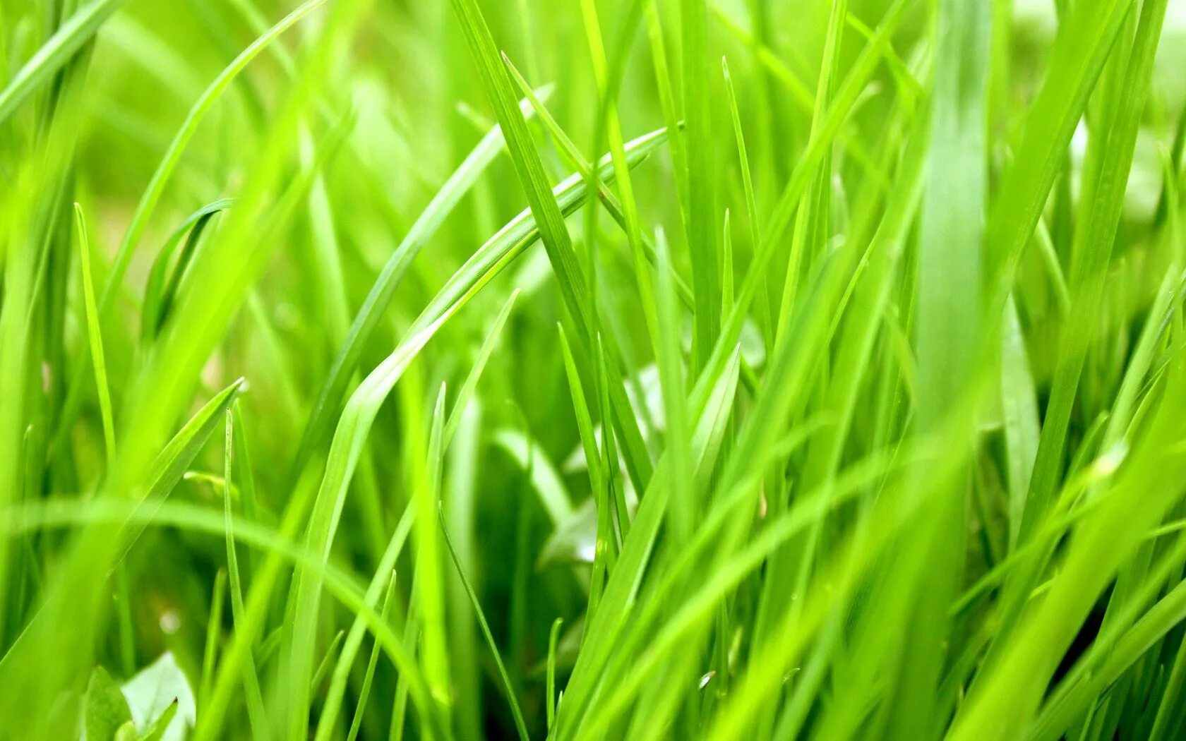 Grass plant. Зеленая трава. Сочная трава. Фон зелень. Обои зелень.