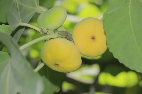 Плод инжир детство семья поезд вагон