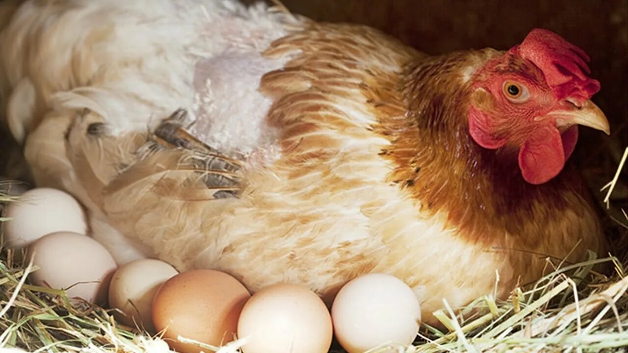 Chicken tender: Frenchman ruffles feathers by having sex with bird - RT Viral