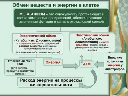 Обмен веществ конспект 9 класс