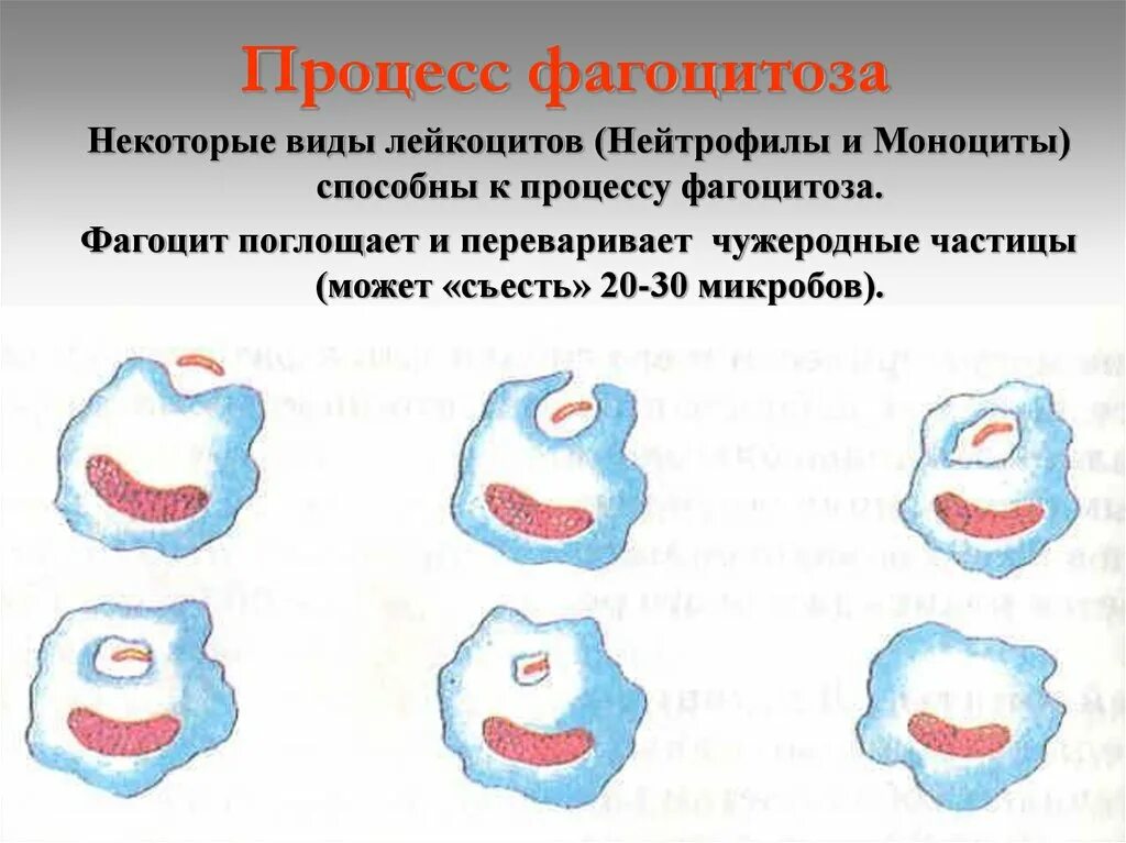 Фагоцитозный пузырек. Процесс фагоцитоза. Фазы фагоцитоза. Виды фагоцитоза. Фагоцитоз рисунок.