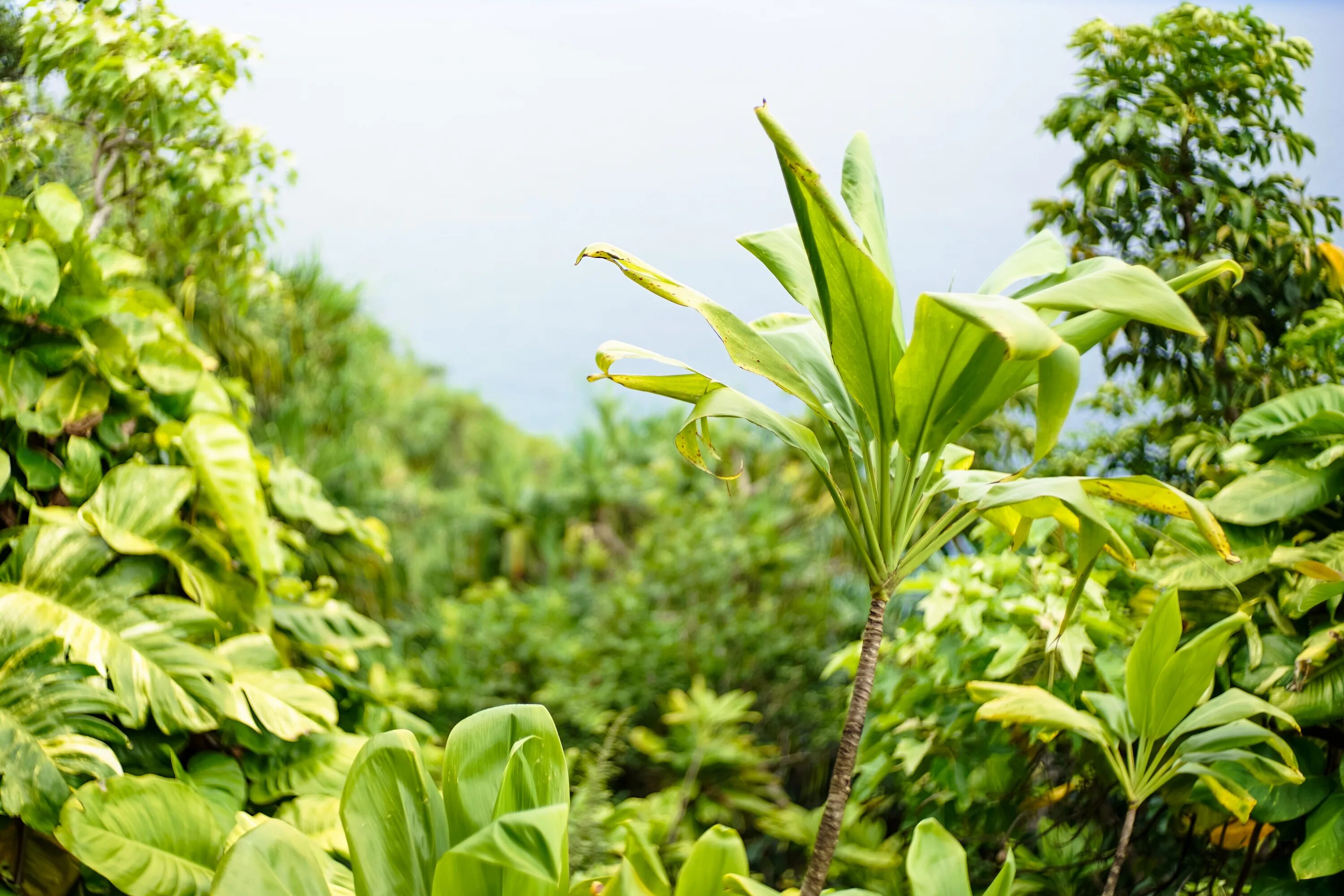 Rainforest plants. Тропические кустарники. Тропические растения. Кустарники в тропиках. Кусты в тропиках.