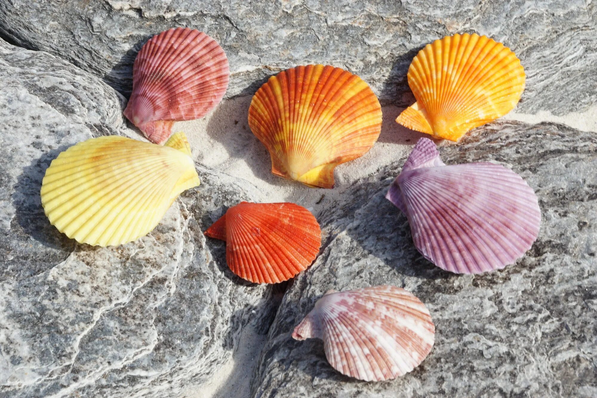 морской гребешок ракушка. Scallop shell раковина. ракушка гребешок. моллюск королевский гребешок. морской гребешок ракушка.