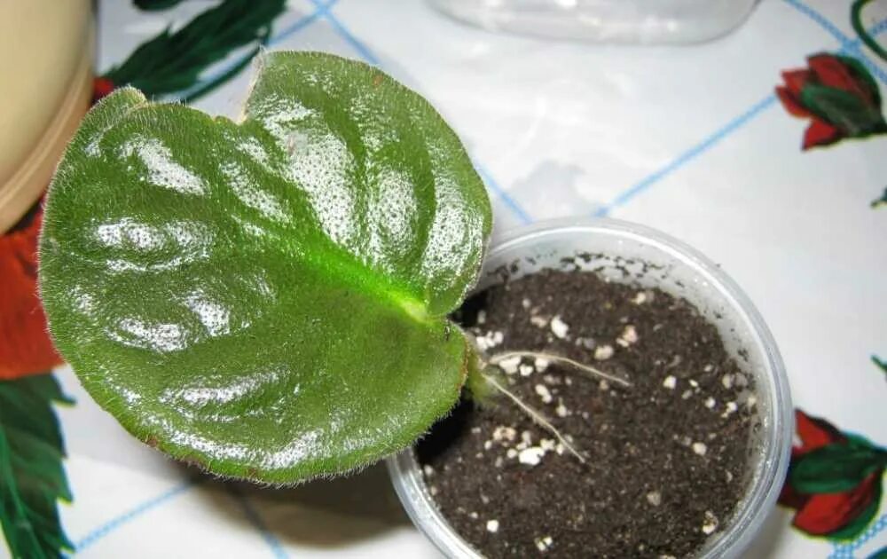 Листик фиалки. Фиалка узамбарская листовые черенки. Фиалки в землю лист. Фиалка узамбарская листовые черенки. Черенкование фиалки листом.