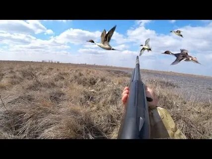 Открытие весенней охоты на утку