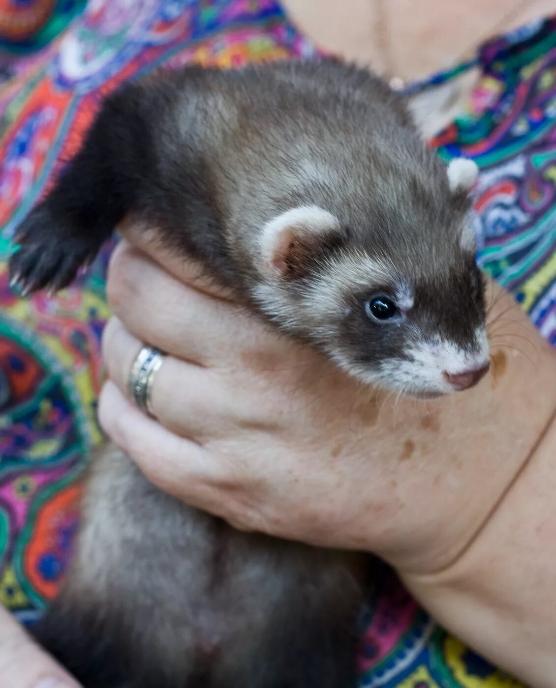 хорек в добрые руки