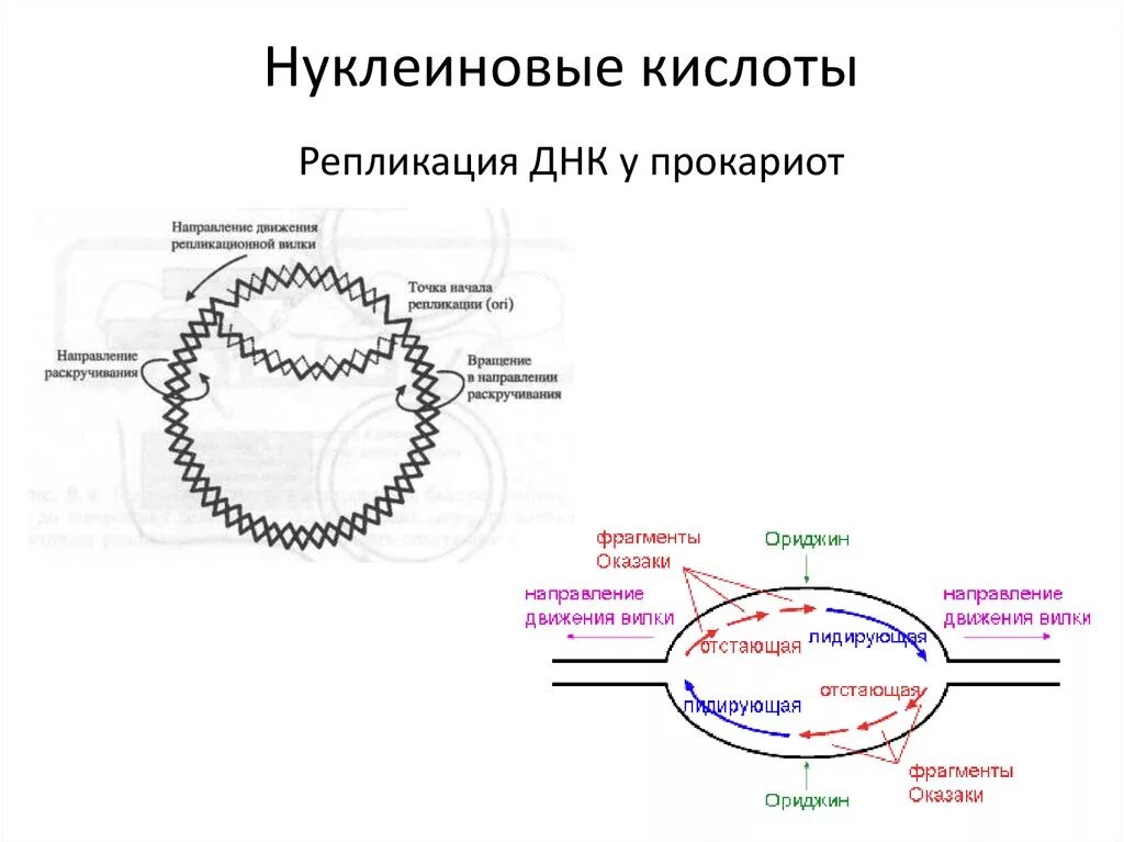 Кольцевая днк прокариот. Репликация ДНК У прокариот кратко. Репликация ДНК У прокариот схема. Репликация бактериальной хромосомы схема. Схема репликации ДНК эукариот.