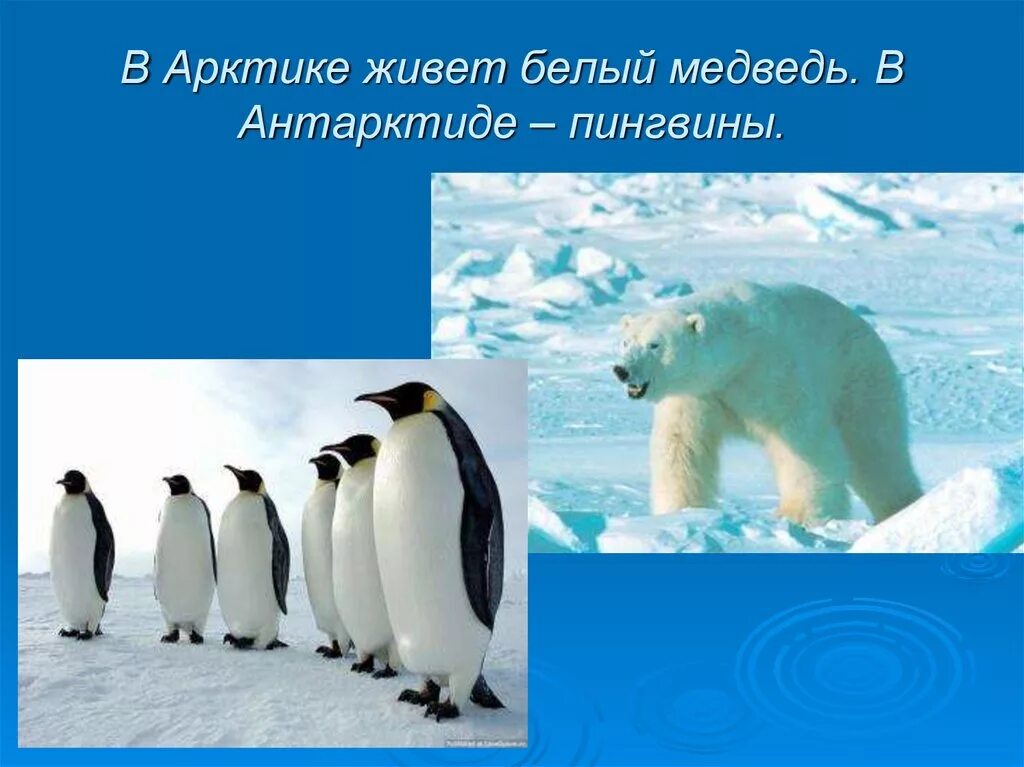 Белый медведь и пингвин не могут встретиться в природе почему. Белый медведь и пингвин пингвин. Пингвины и белые медведи встречаются ли в природе. Белые медведи питаются пингвинами. Могут ли встретиться белый медведь и пингвин.