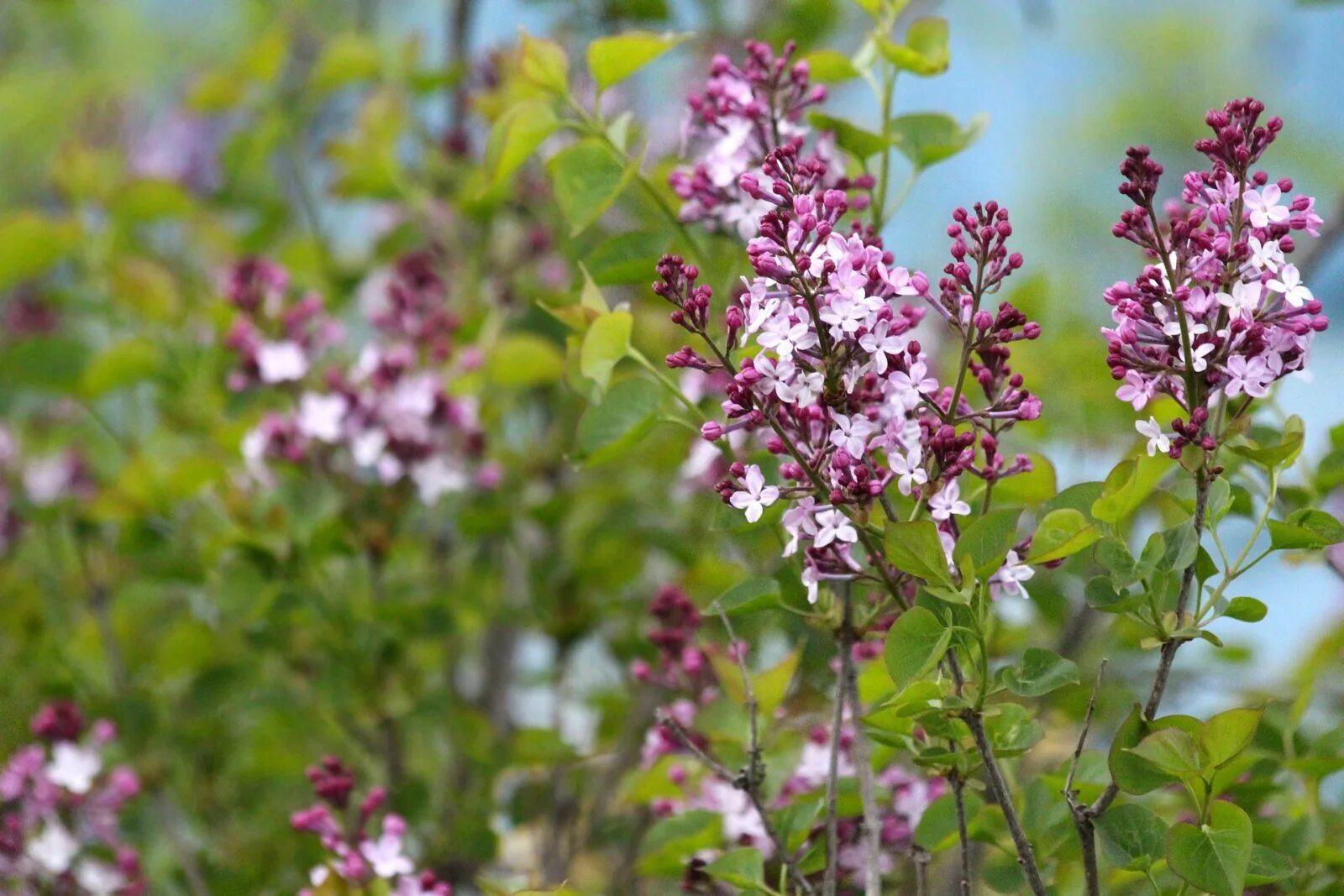 Сирень правило. Сирень Фирмамент. Сирень Примроуз. Lilac Bush. Позднее цветение.