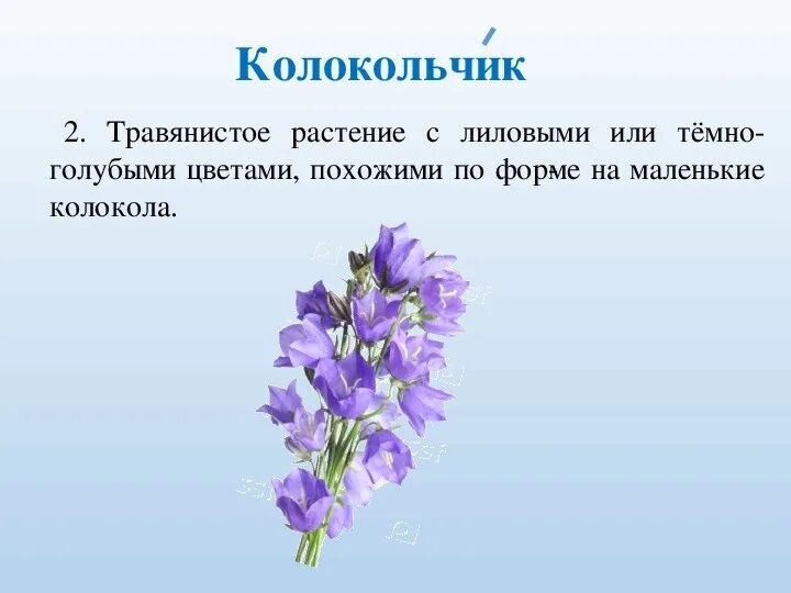 Колокольчик на какой вопрос отвечает. Колокольчик описание растения. Описание колокольчика. Опиши растение колокольчик. Колокольчик цветок описание.