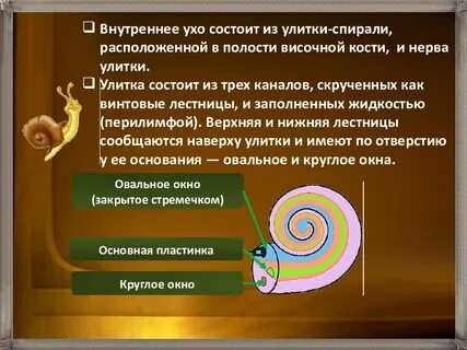 Окно улитки