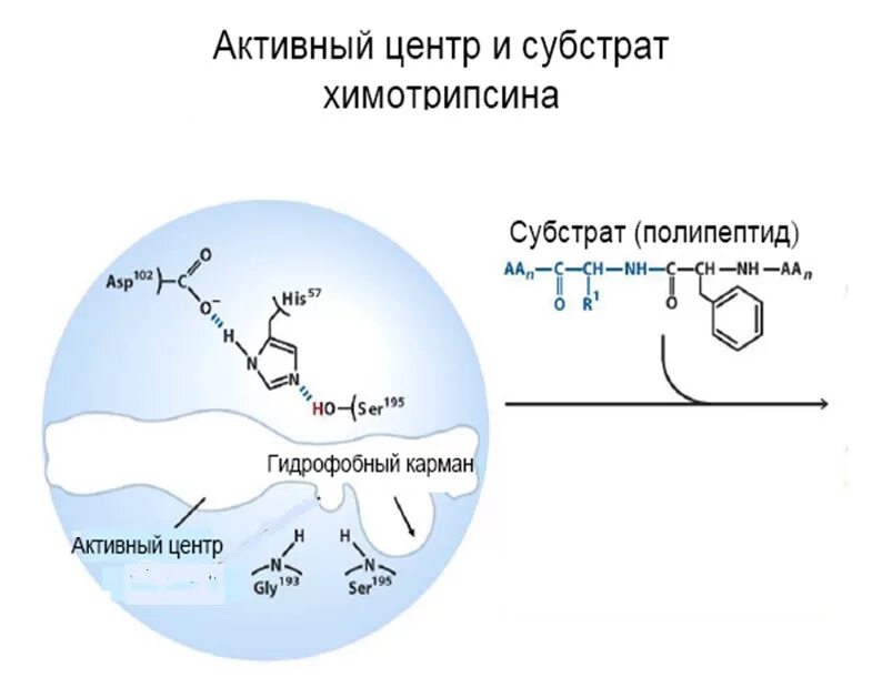 Схема фермент-субстратного взаимодействия. Активный центр фермента белка. Фермент субстратное взаимодействие. Строение активного центра ферментов. Строение фермента схема.
