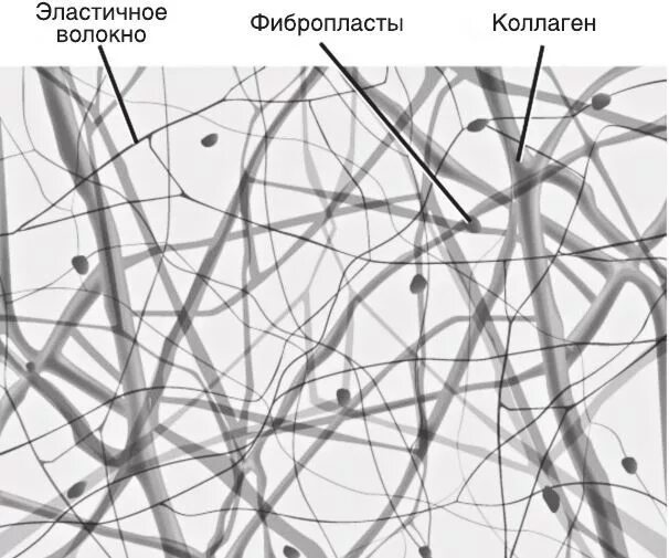 Коллагеновые волокна соединительной ткани. Коллаген эластиновые волокна. Коллагеновые и эластичные волокна. Эластические волокна электронная микроскопия. Коллагеновые волокна соединительной ткани.