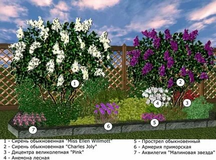 Расстояние посадки сирени