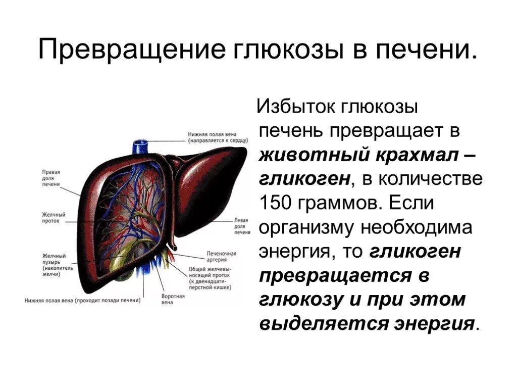 В печени происходит образование. Печень строение и функции. Прекращение Глюкозы в гликоген печени. Внутреннее строение печени анатомия. Печень человека анатомия строение и функции печени.