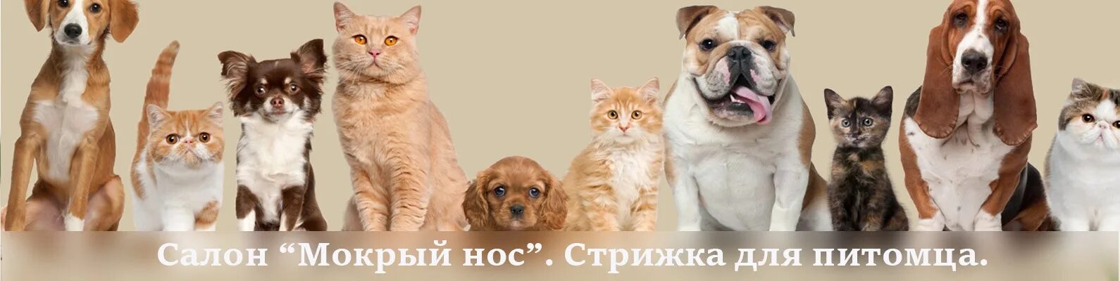 Груминг петрозаводск. Котики собачки. Смешные животные баннер. Баннер щенки. Собака и кошка обложка группы.
