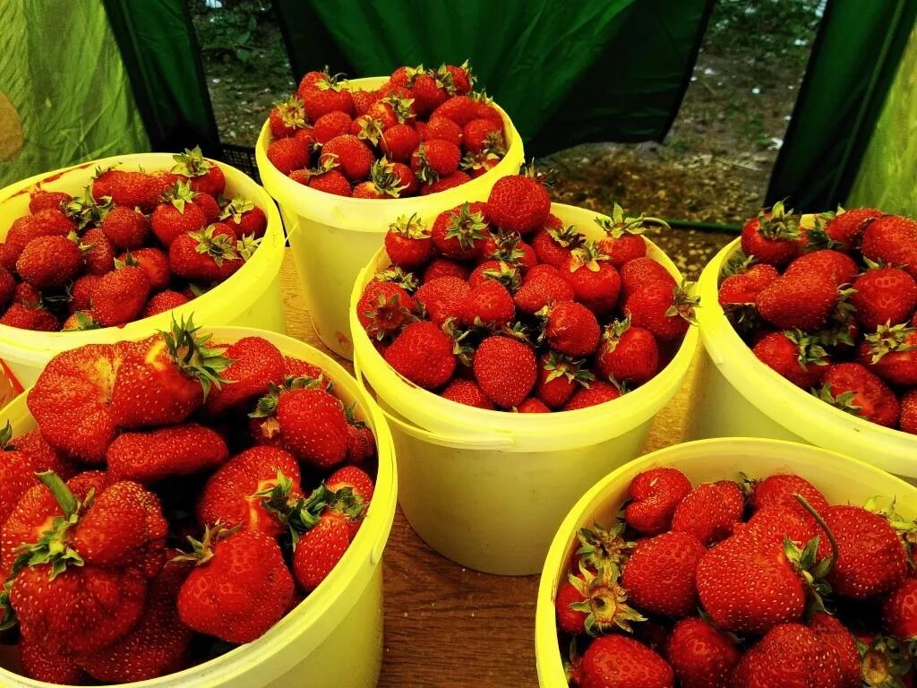 краснодарская клубника. клубника мск. клубника владикавказ. крымская клубника. солнечная полянка сорт виктории.