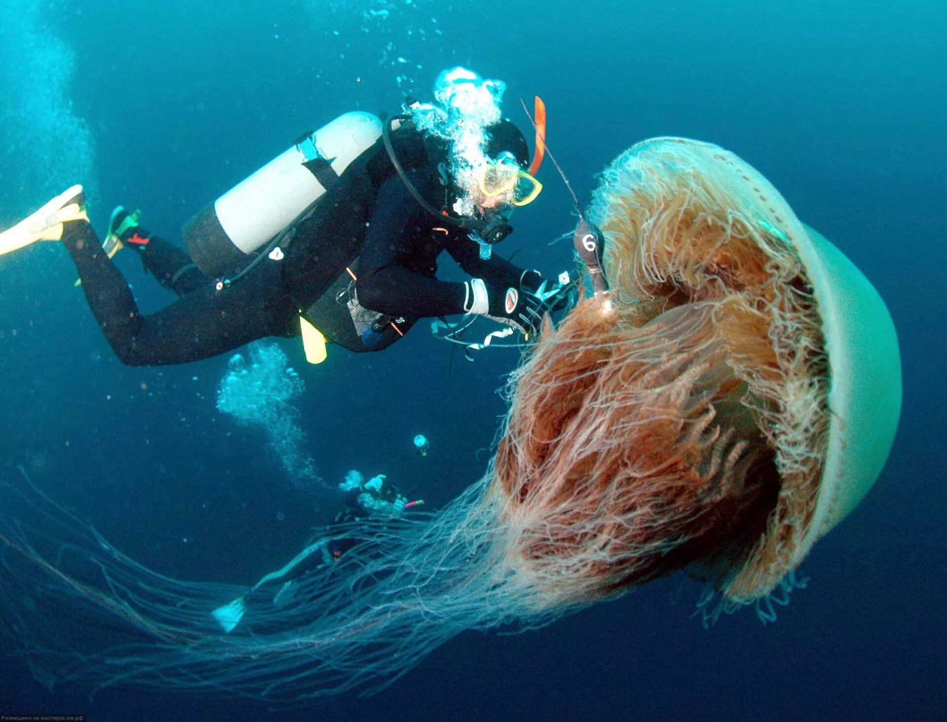 Номура. Медуза цианея. Арктическая медуза цианея. Медуза цианея гигантская. Арктическая гигантская медуза цианея.