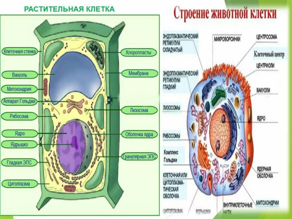 Клеточная стенка животных состоит из. Строение клетки. Клетка растения. Структура животной и растительной клетки. Растительная и животная клетка.