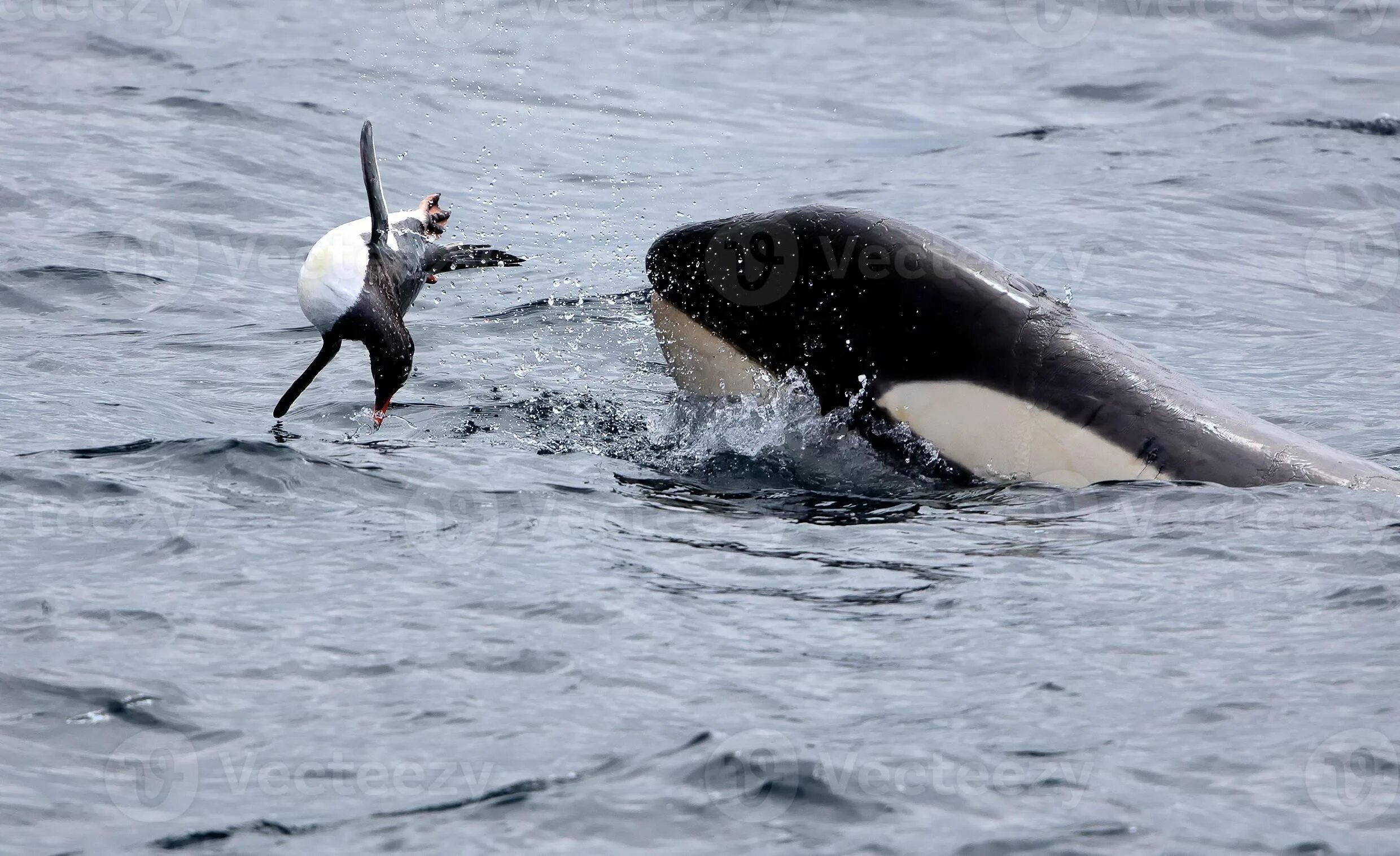 Пингвин касатка лодка. Касатка хищный Дельфин. Касатка на охоте. Касатка ест пингвина.